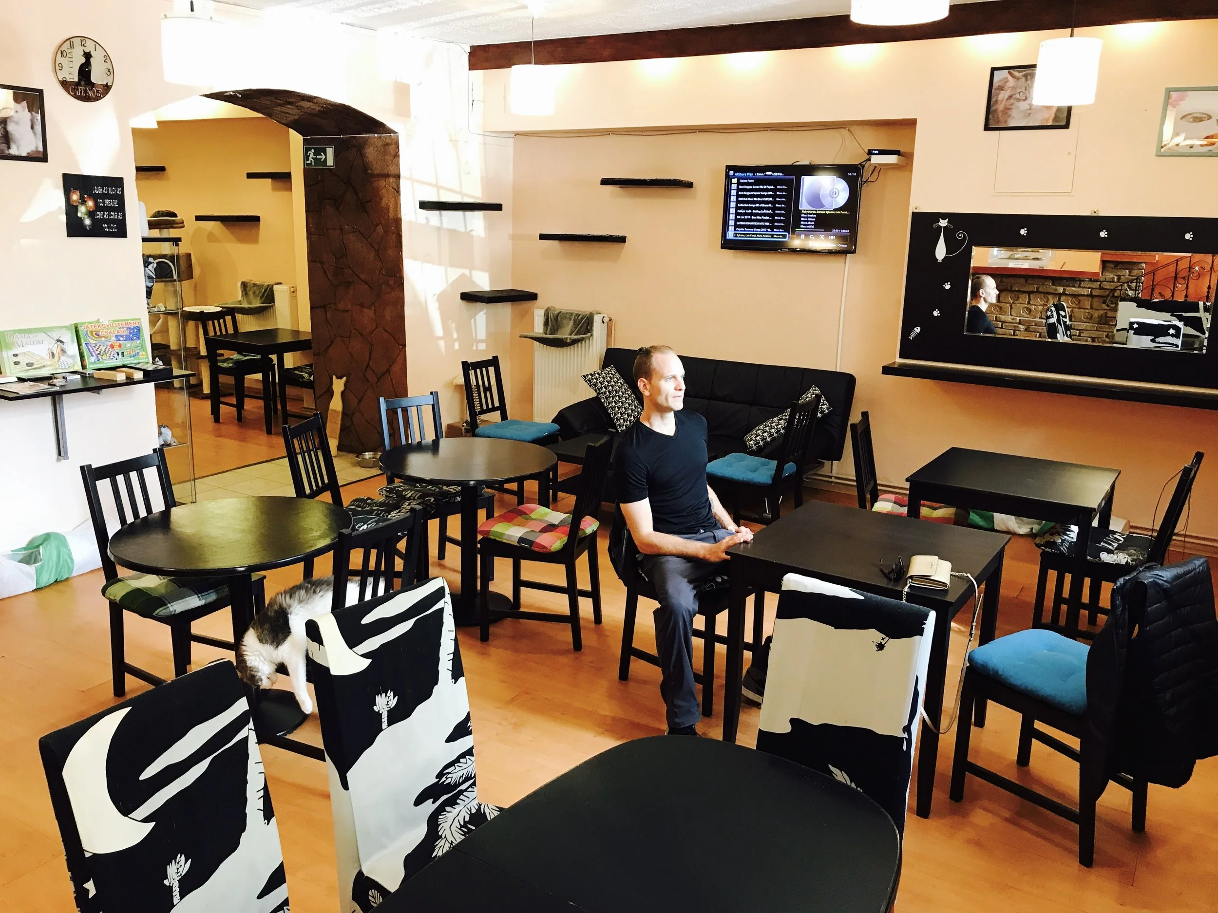 Cat Cafe Coffeeshop — The Neighbor's Cat